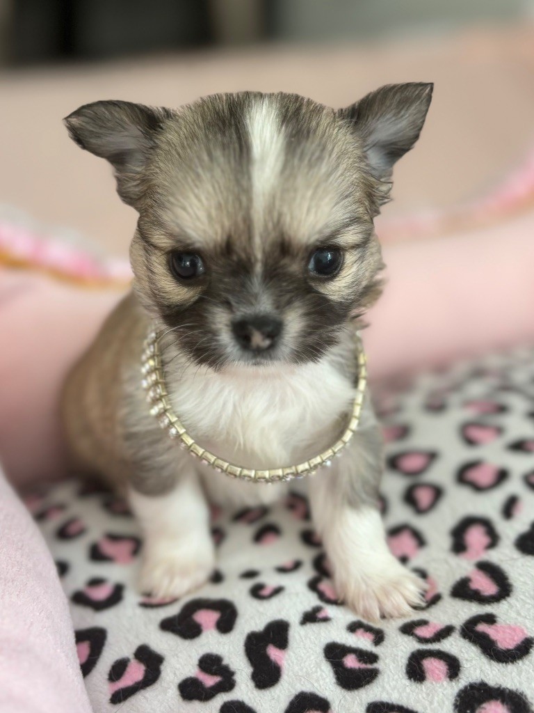 Veronique Galli - Chiot disponible  - Chihuahua