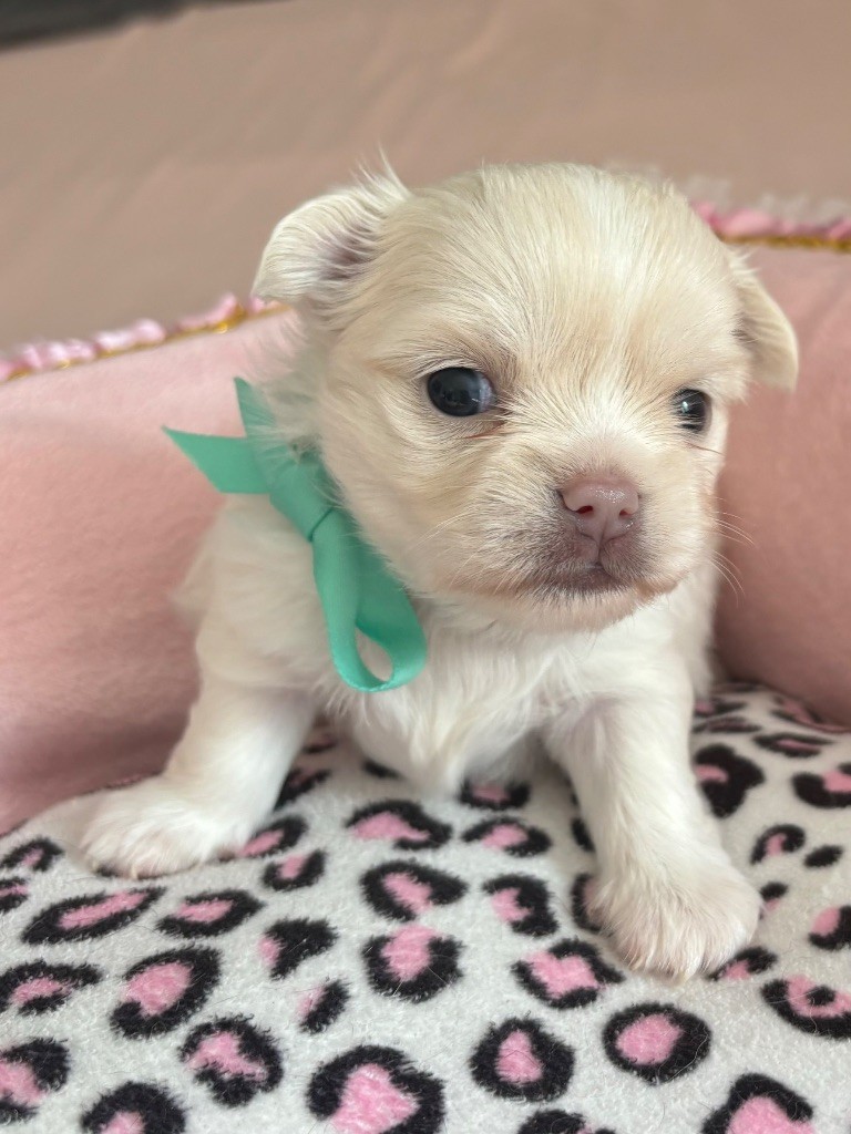 Veronique Galli - Chiot disponible  - Chihuahua