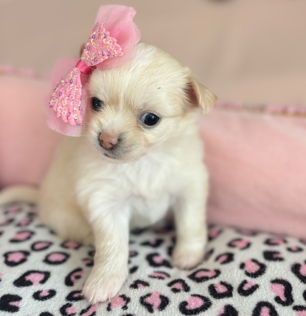 Veronique Galli - Chiot disponible  - Chihuahua