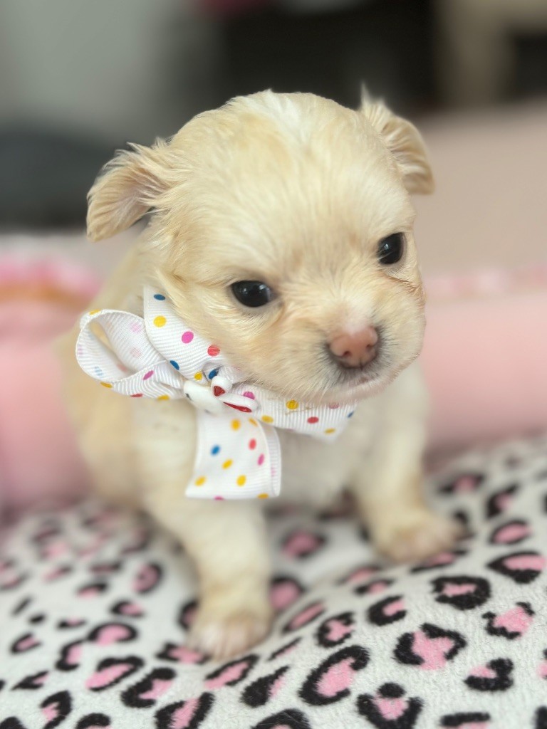 Veronique Galli - Chiot disponible  - Chihuahua