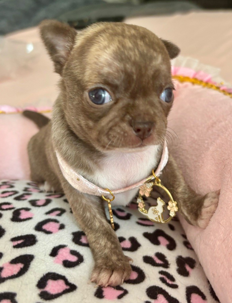 Veronique Galli - Chiot disponible  - Chihuahua