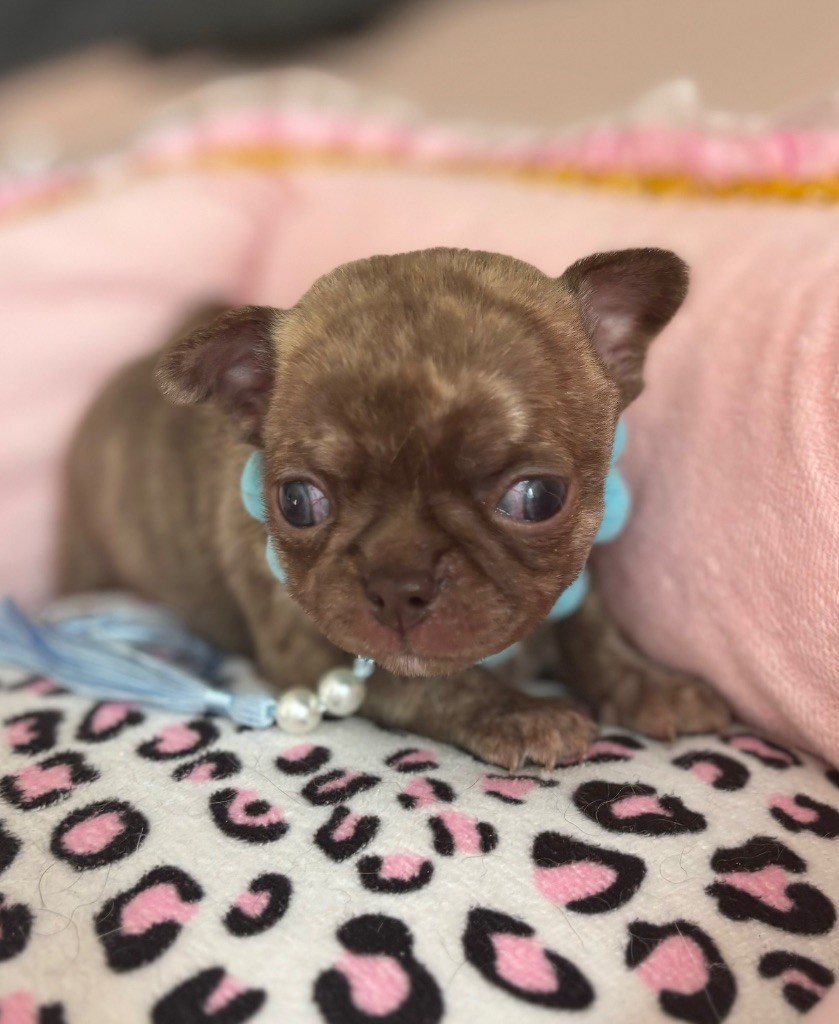 Veronique Galli - Chiot disponible  - Chihuahua