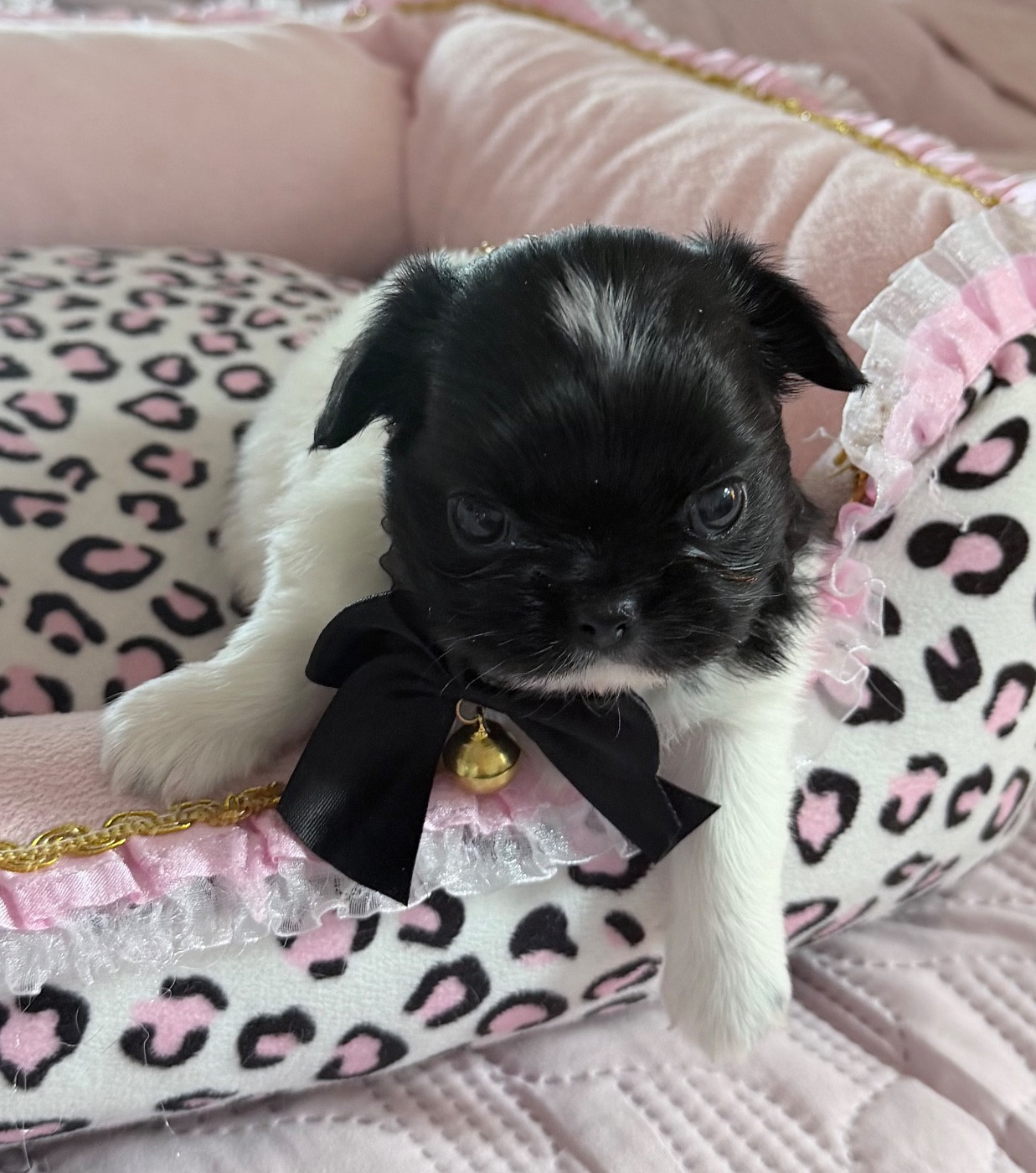 Veronique Galli - Chiots disponibles - Chihuahua