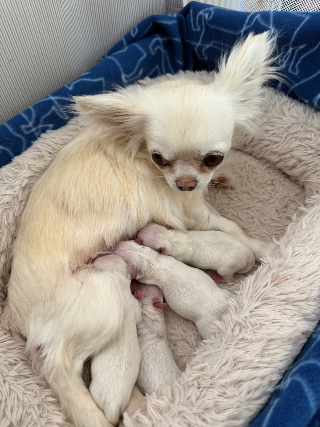 Chiot Chihuahua Veronique Galli