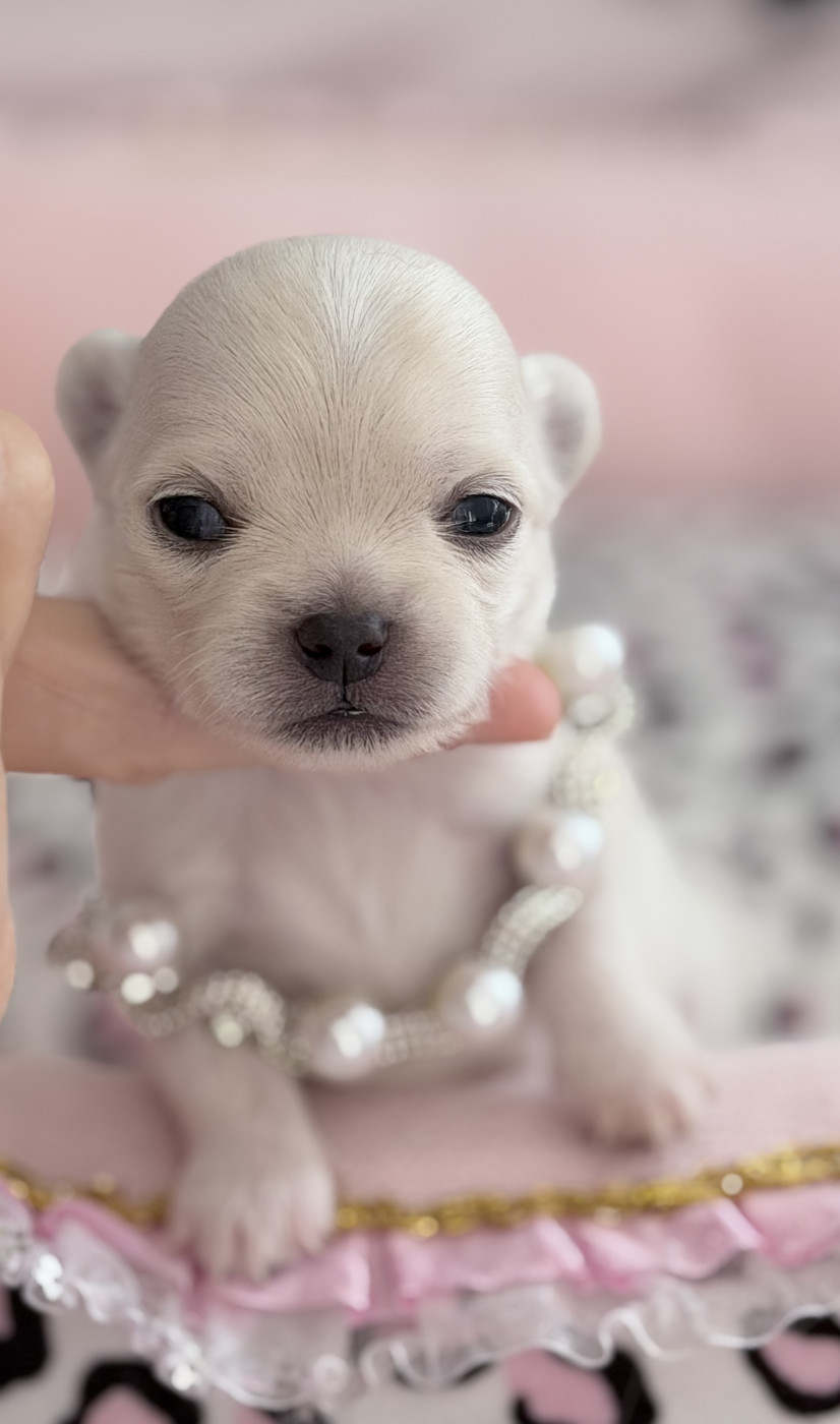 Veronique Galli - Chiots disponibles - Chihuahua