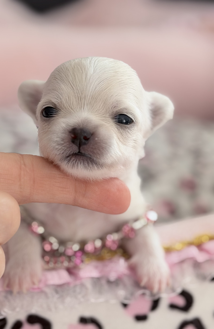 Veronique Galli - Chiots disponibles - Chihuahua