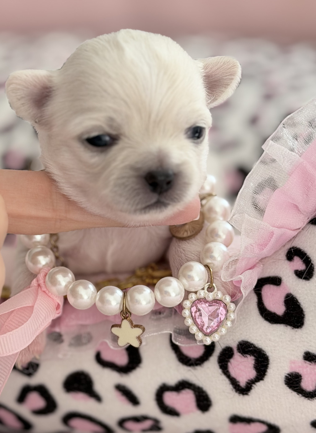 Veronique Galli - Chiots disponibles - Chihuahua