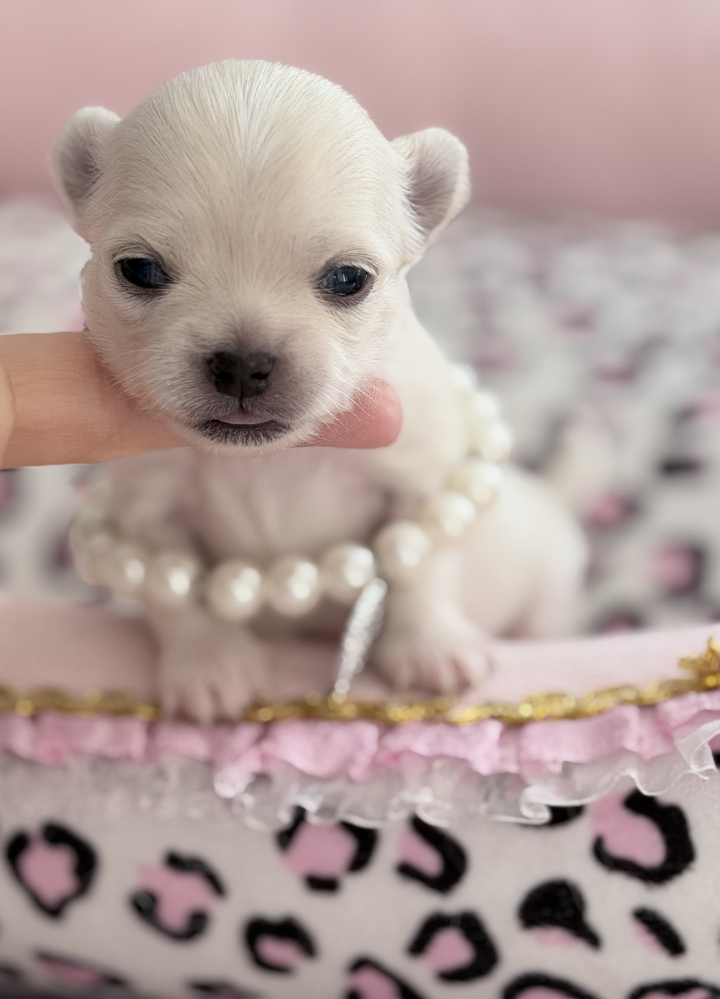 Veronique Galli - Chiots disponibles - Chihuahua