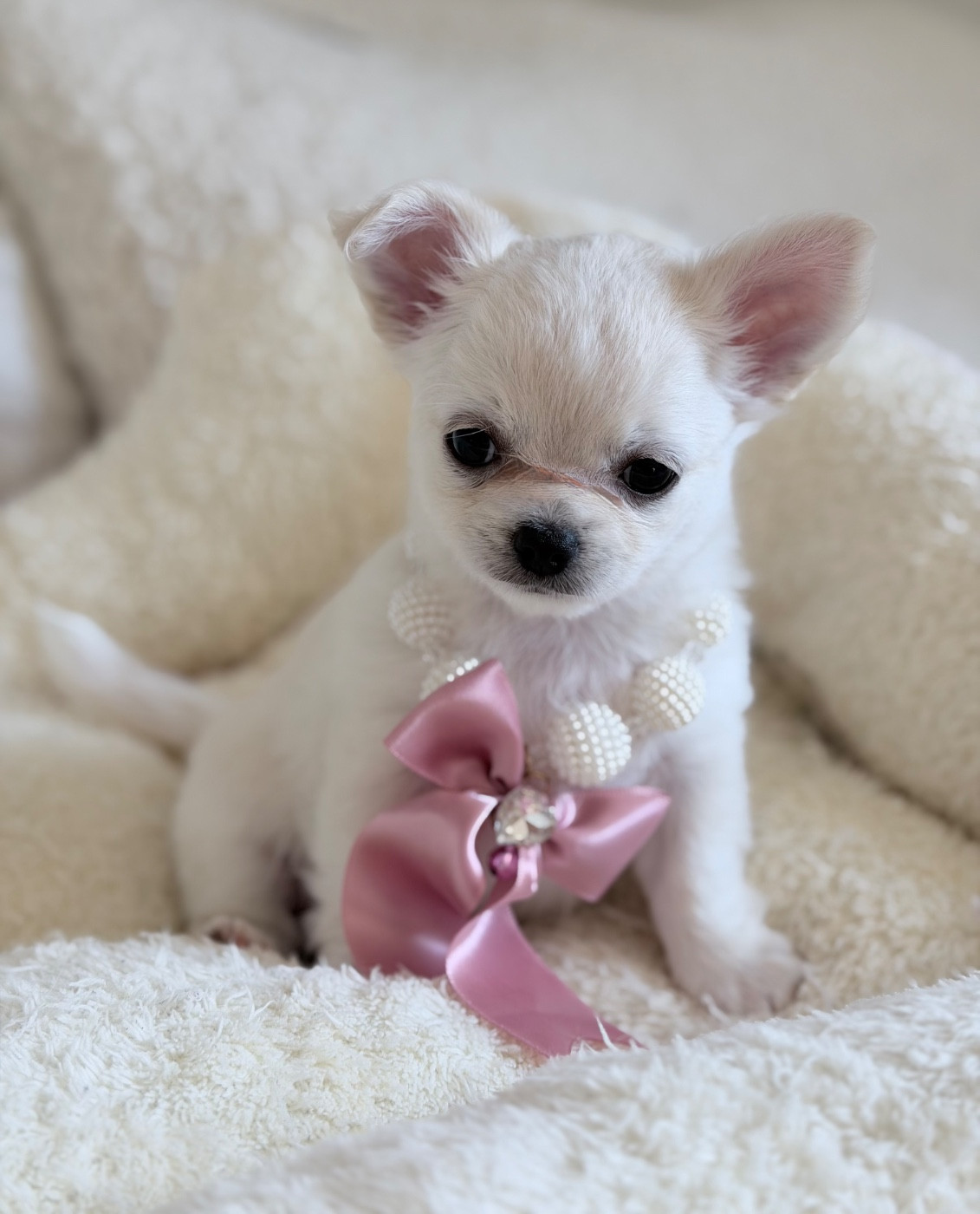 Veronique Galli - Chiots disponibles - Chihuahua