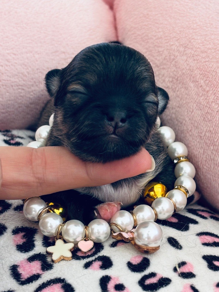 Veronique Galli - Chiots disponibles - Chihuahua