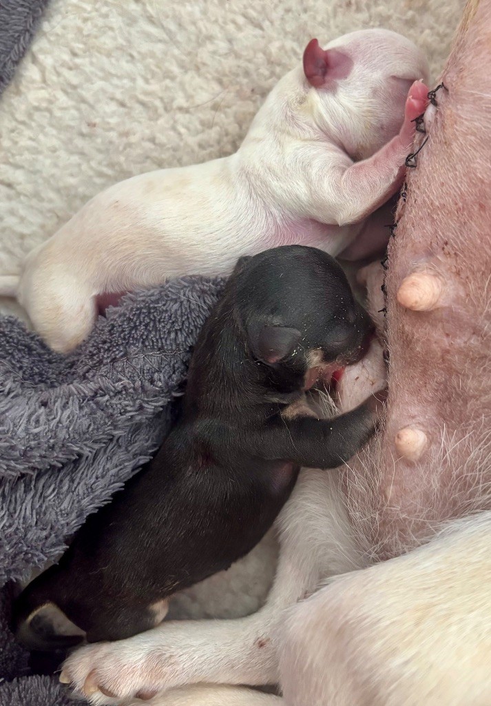 Chiot Chihuahua Veronique Galli