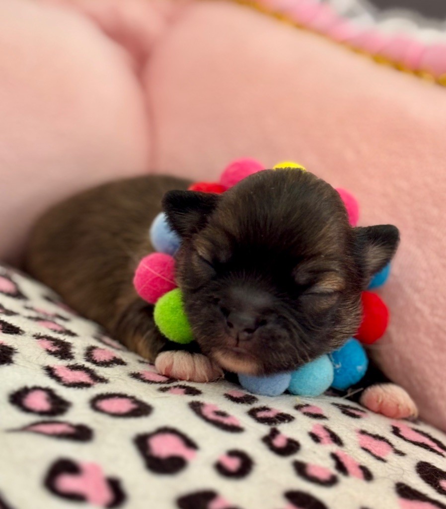 Veronique Galli - Chiots disponibles - Chihuahua