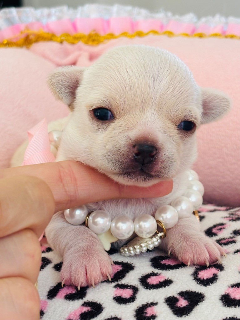 Veronique Galli - Chiots disponibles - Chihuahua