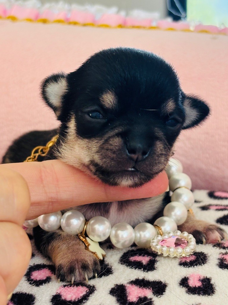 Veronique Galli - Chiots disponibles - Chihuahua