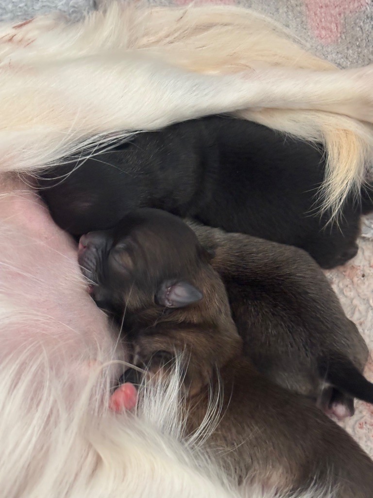 Chiot Chihuahua Veronique Galli